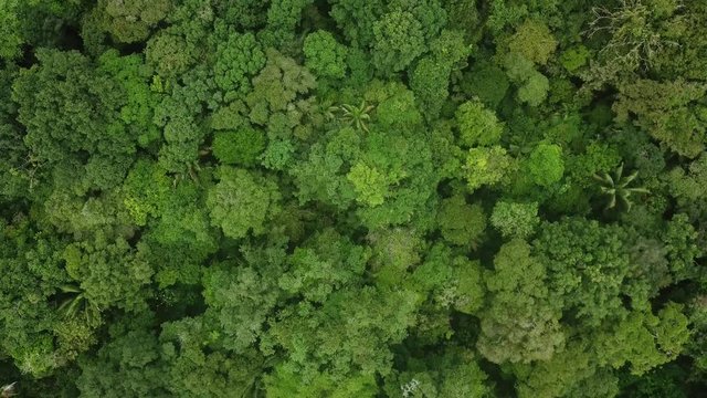 Aerial drone shot over primary Jungle tropical rain forest in Chocó, Colombia.