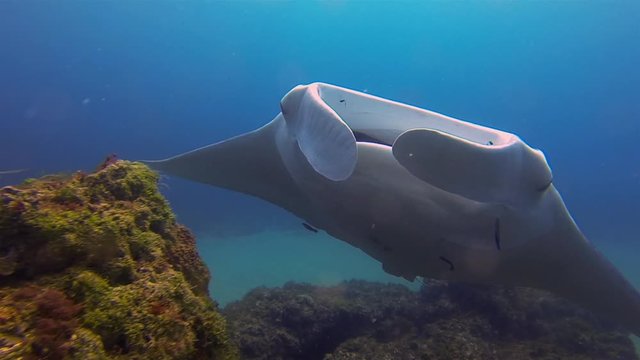 Manta Ray Mouth Close Up. Big Manta Mouth Open Wide. Mantaray Or Reef Manta Close Up Feeding & Swimming In Blue Sea Water & Sunlit Coral Reef. Underwater Filter Feeder Gills & Pelagic Marine Life Shot