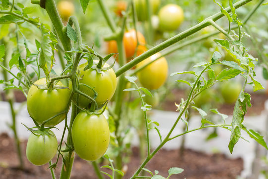 growing tomatoes in a greenhouse, food image