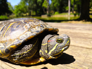 Echange de regard avec une tortue de Floride