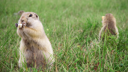 two fat gophers in a clearing. One rodent eats bread
