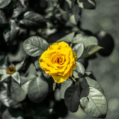 yellow rose