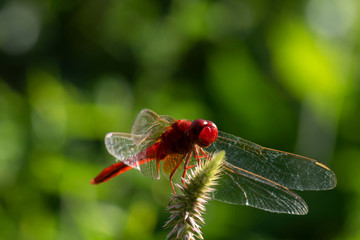 Image of dragonfly red perched on the grass top in the nature.
