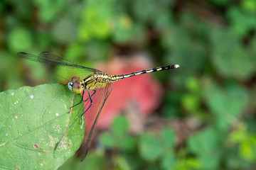 Image of dragonfly green perched on the grass top in the nature.