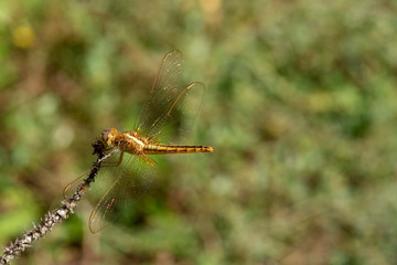 Image of dragonfly Yellow  perched on the grass top in the nature.