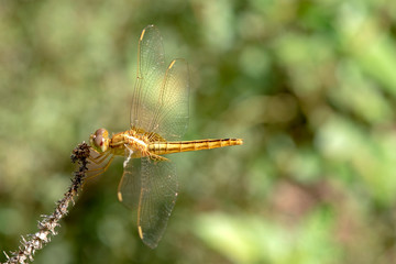 Image of dragonfly Yellow  perched on the grass top in the nature.