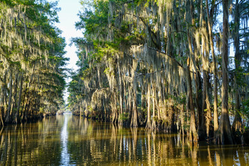 Tunnel of trees at Caddo Lake near Uncertain, Texas