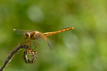 Image of dragonfly Yellow  perched on the grass top in the nature.