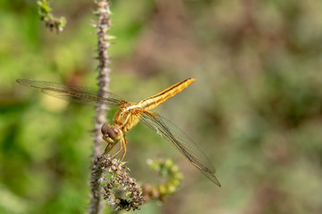 Fototapeta premium Image of dragonfly Yellow perched on the grass top in the nature.
