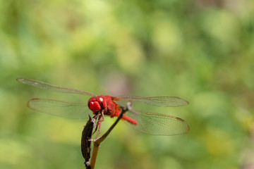 Image of dragonfly red perched on the grass top in the nature.