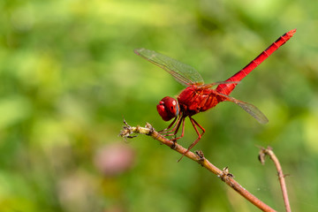 Image of dragonfly red perched on the grass top in the nature.