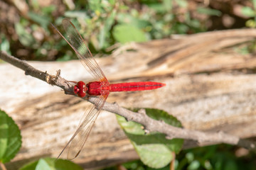 Image of dragonfly red perched on the grass top in the nature.