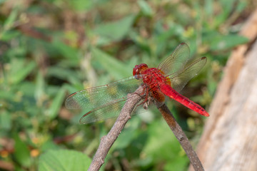 Image of dragonfly red perched on the grass top in the nature.