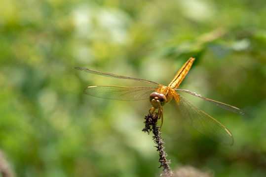 Image of dragonfly Yellow  perched on the grass top in the nature.