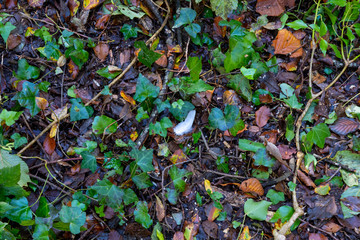 White feather on woodland floor contrasted against autumn leaves and ivy