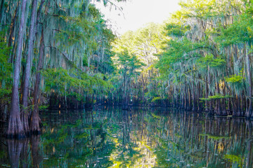 View at Caddo Lake near Uncertain, Texas from a boat