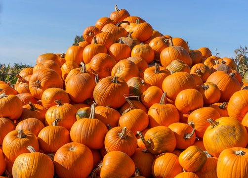 pumpkins on a background of sky