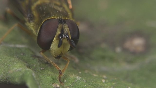 Flower fly cleaning itself 1271 14