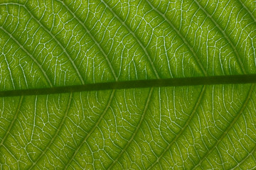 texture of guava leaf