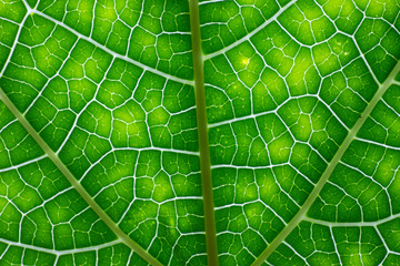 texture of papaya leaf