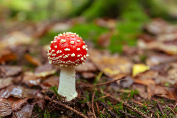 fly agaric mushroom in the forest