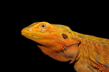 Bearded Dragon (pagona) on black background