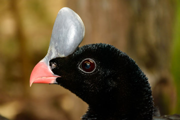 Helmeted Curassow (Pauxi pauxi)