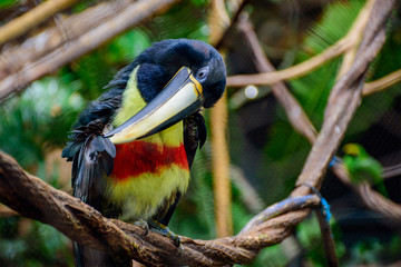 captive -Black-necked aracari (Pteroglossus aracari) © jwjarrett