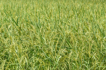 Rice field ,Jasmine rice
