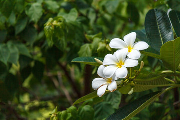 Obraz na płótnie Canvas Plumeria flower white tropical flower, plumeria flower blooming tree on blue sky, spa flower