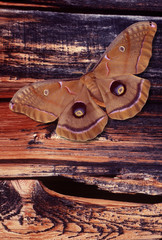 Giant Moth