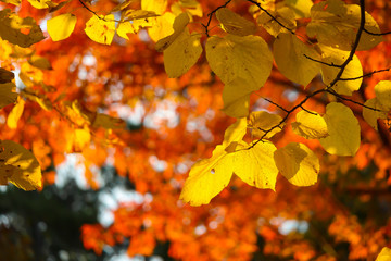 Colorful beautiful maple leaves in autumn, St-Bruno, Quebec, Canada