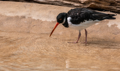 Black, White, and Grey Plumage on a Common Tern Foraging in a Stream