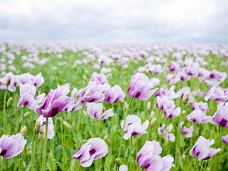 Obraz na płótnie Canvas Purple Poppies