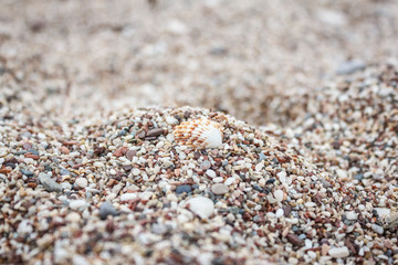Beautiful seashell lies on a multi-colored pebble on the beach