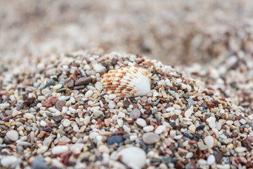 Beautiful seashell lies on a multi-colored pebble on the beach