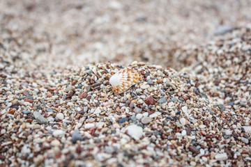 Beautiful seashell lies on a multi-colored pebble on the beach