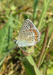 Fototapeta na wymiar Beautiful butterfly in meadow