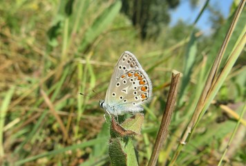 Beautiful polyommatus butterfly in the meadow, closeup
