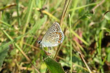 Beautiful polyommatus butterfly on the meadow, closeup