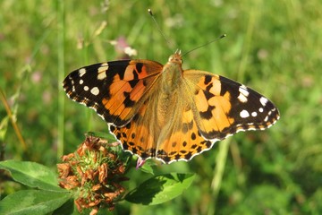 Painted lady butterfly on clover flower in the meadow, closeup 