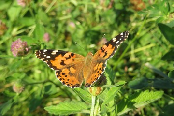 Painted lady butterfly on clover flower in the meadow, closeup 