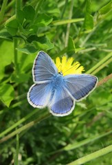 Blue polyommatus butterfly on yellow flower in the meadow, closeup