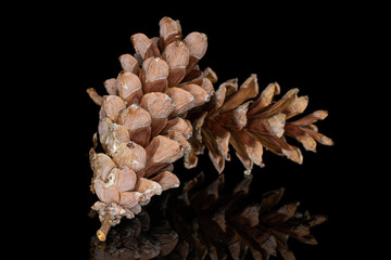 Group of two whole forest brown pine cone isolated on black glass