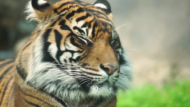 A lone female tiger in an enclosure at the Point Defiance zoo