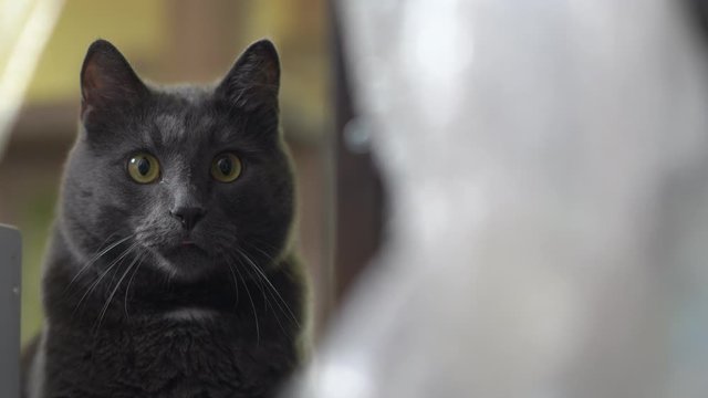 Indoor gray cat with eyes wide open stalking during game in the room.