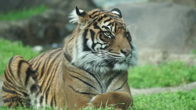 A lone female tiger in an enclosure at the Point Defiance zoo