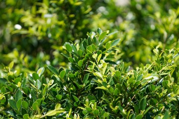 background of green leaves