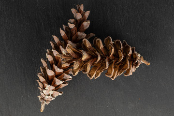 Group of two whole forest brown pine cone flatlay on grey stone