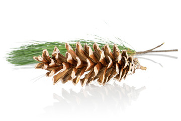 One whole forest brown pine cone isolated on white background